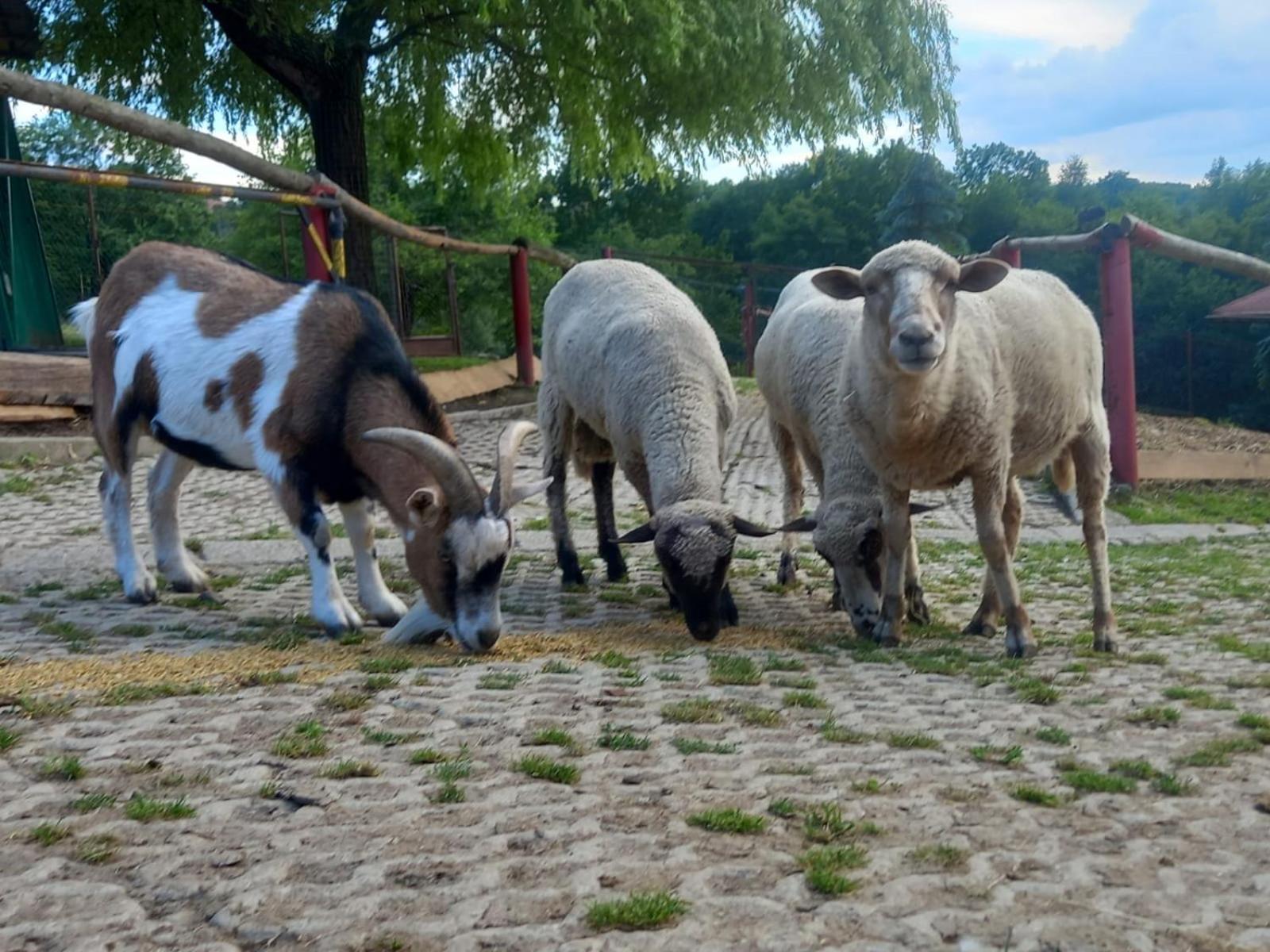 Koperkowe Rancho Beskid Wyspowy Domek Malopolskie Kamionna Kamionna  外观 照片