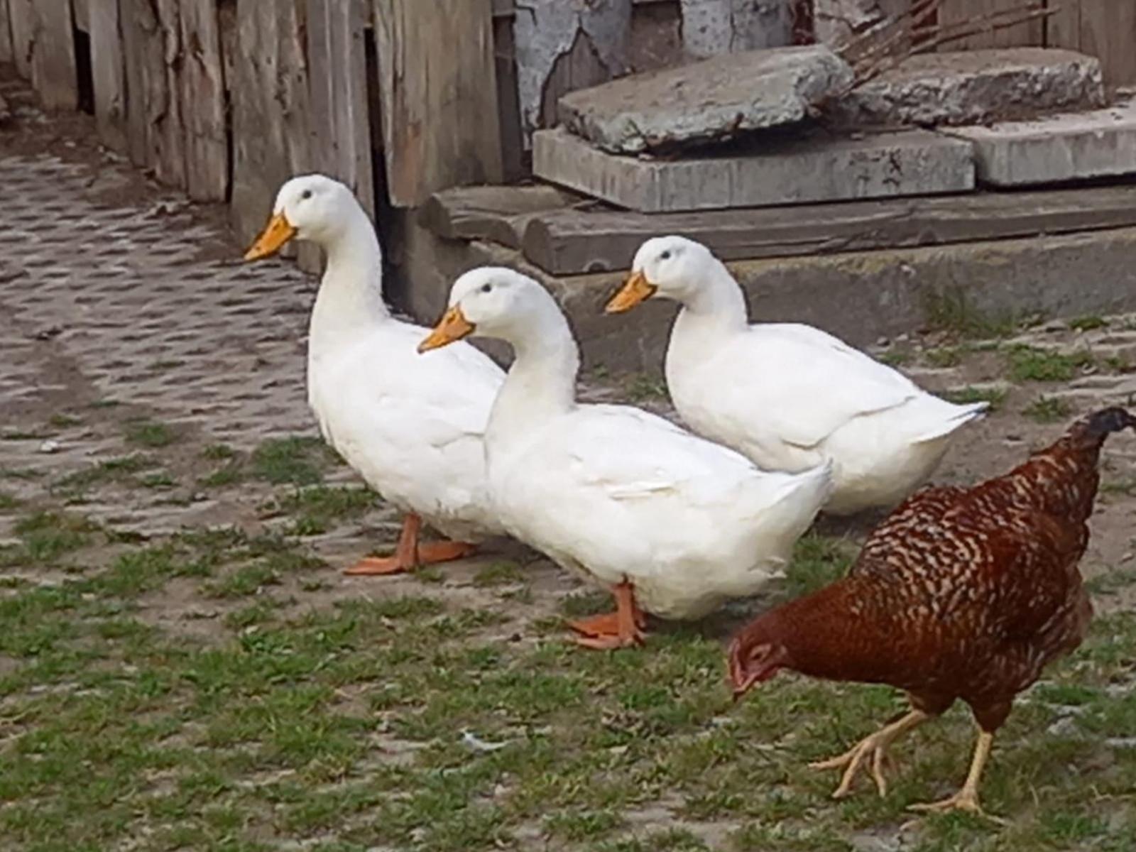 Koperkowe Rancho Beskid Wyspowy Domek Malopolskie Kamionna Kamionna  外观 照片