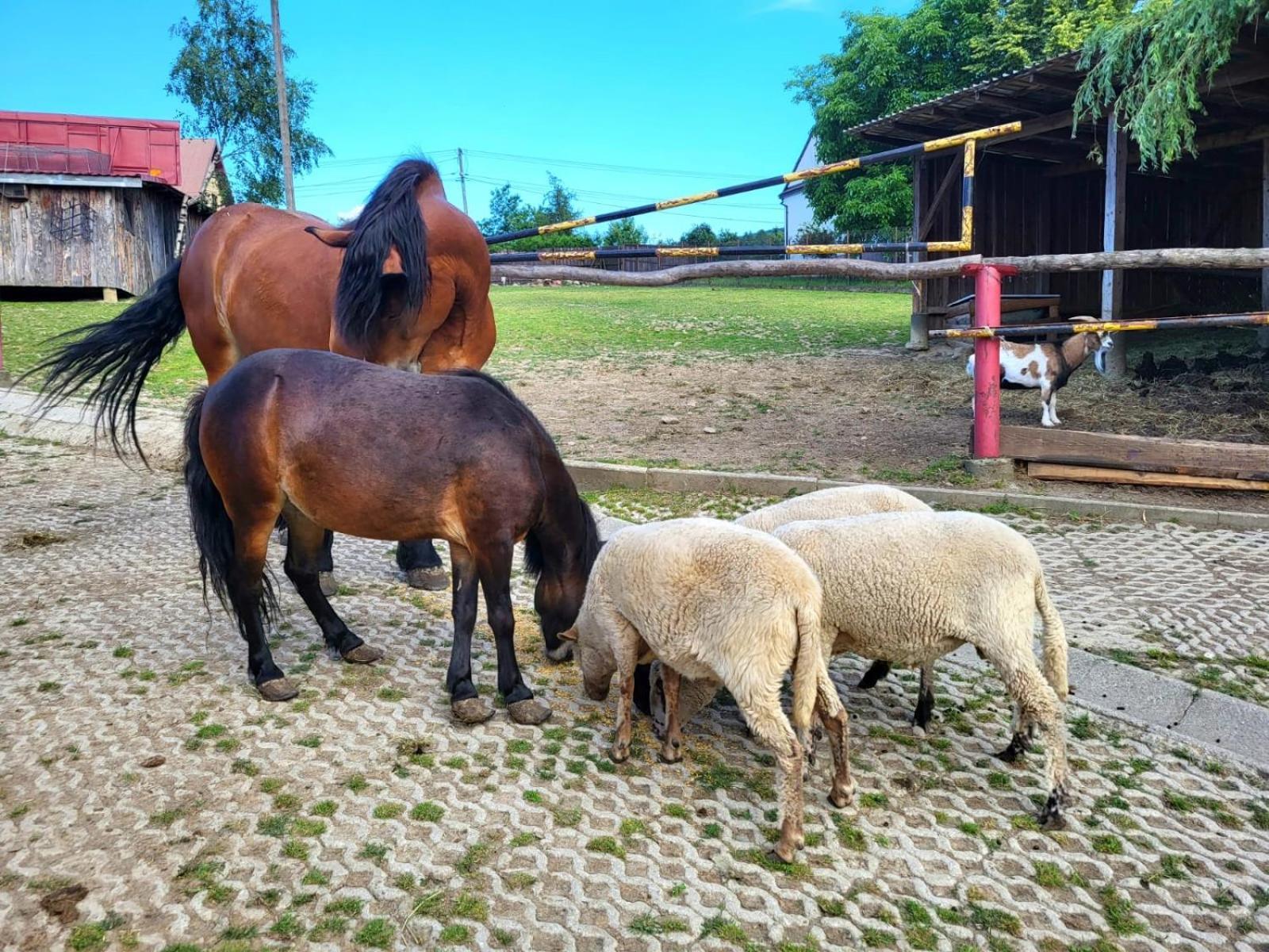 Koperkowe Rancho Beskid Wyspowy Domek Malopolskie Kamionna Kamionna  外观 照片