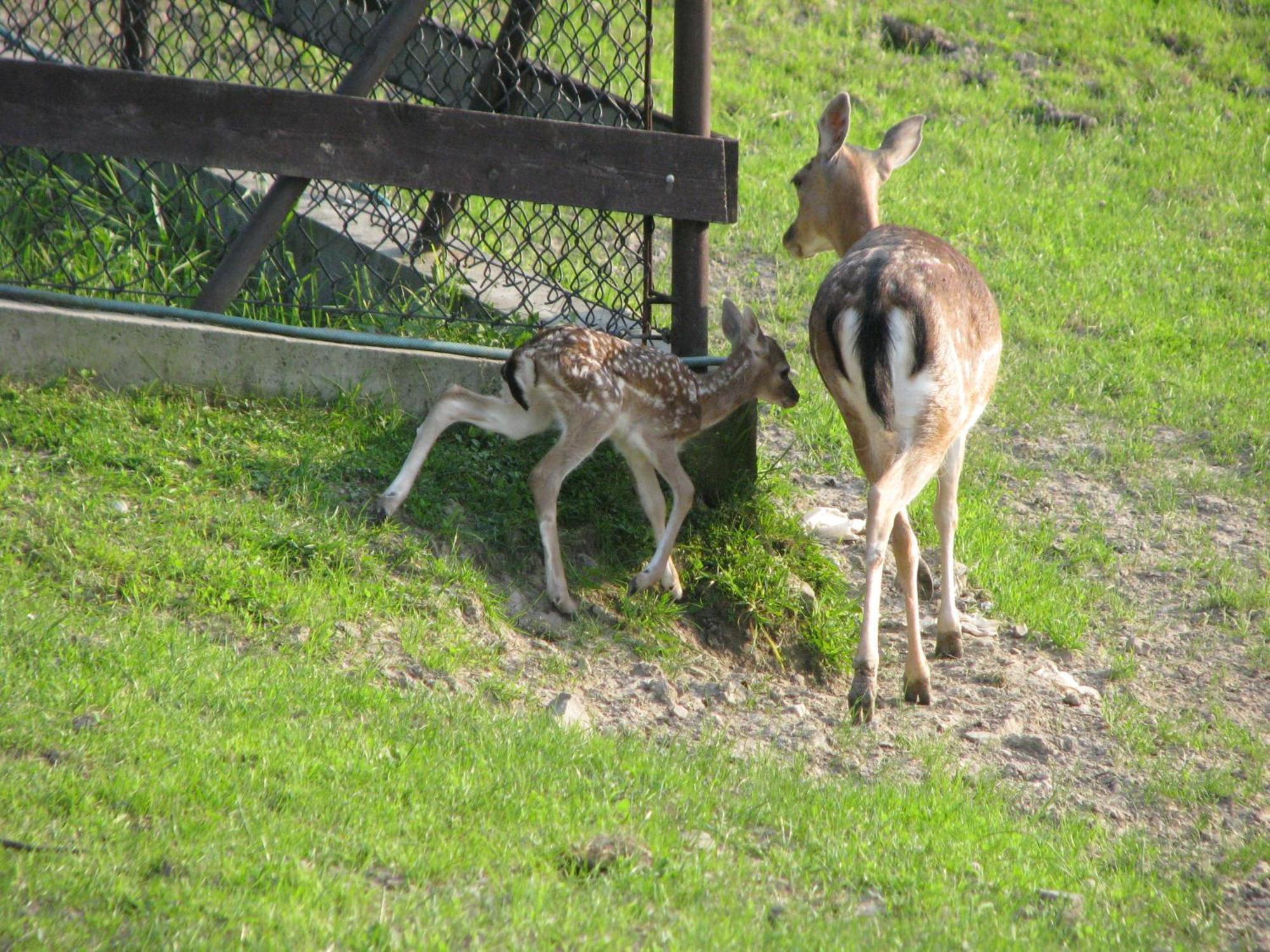 Koperkowe Rancho Beskid Wyspowy Domek Malopolskie Kamionna Kamionna  外观 照片